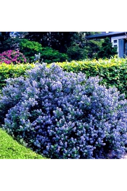Цеанотус блю Маунд барвисті акценти в сонячному саду.